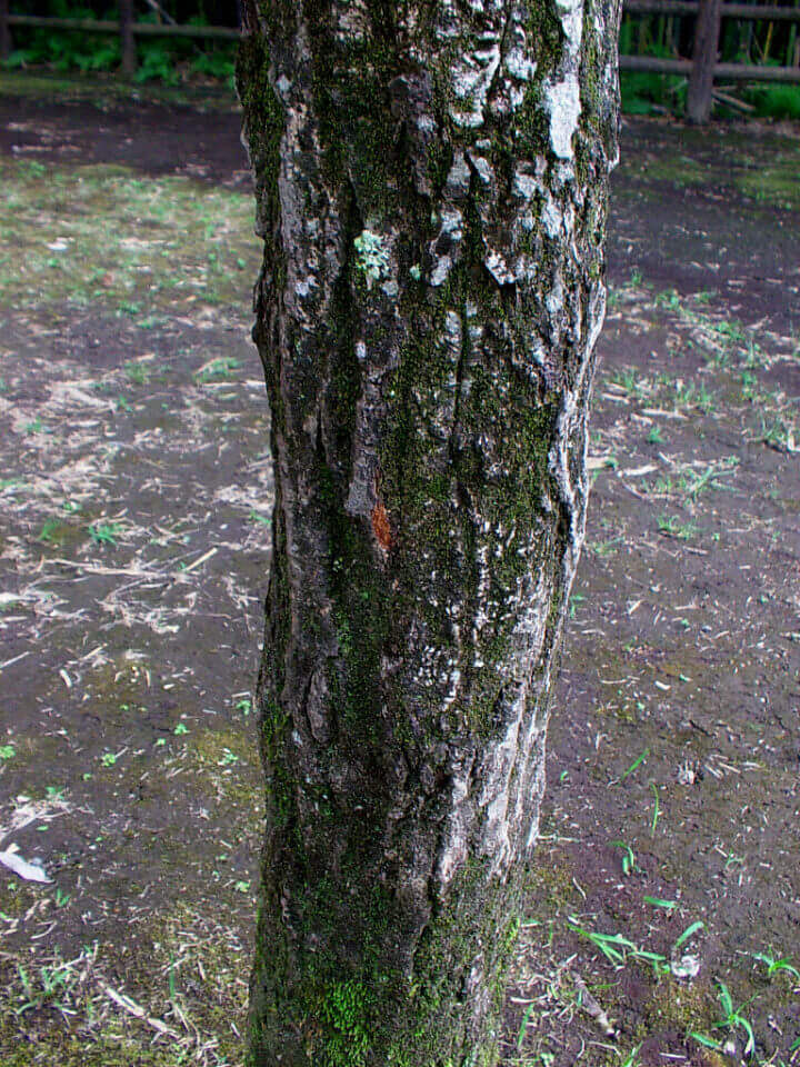 クワガタ カブトムシが採れる 集まる 木とは コナラ ミズナラ 編 クワガタ カブトムシ飼育情報 月夜野きのこ園
