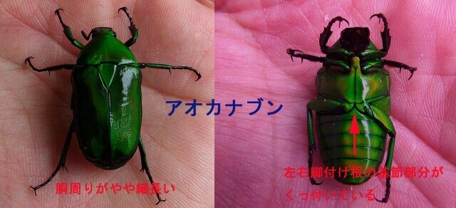 アオカナブン表裏特徴日記用