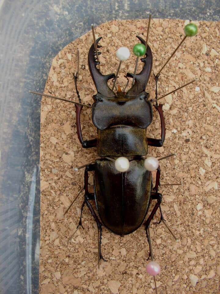 エンドウゴホンヅノカブトゴホンヅノカブト系標本