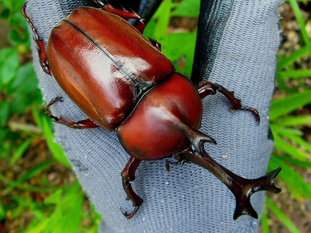 カブトムシの木