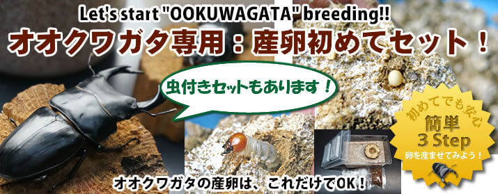 オオクワガタ専用:産卵初めてセット販売中!!