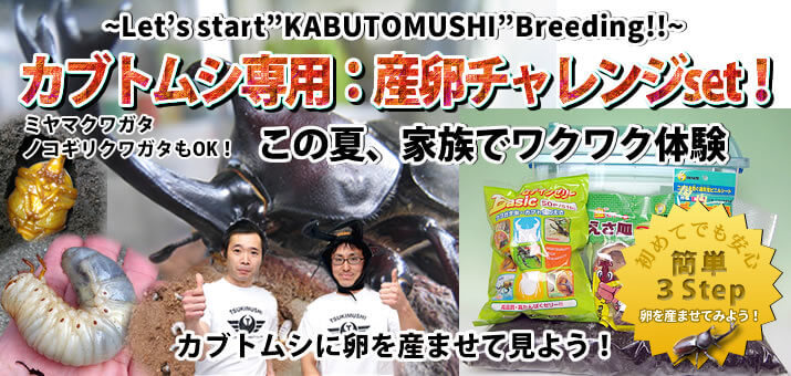 カブトムシ専用:産卵チャレンジset!