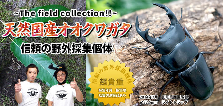 天然国産オオクワガタ