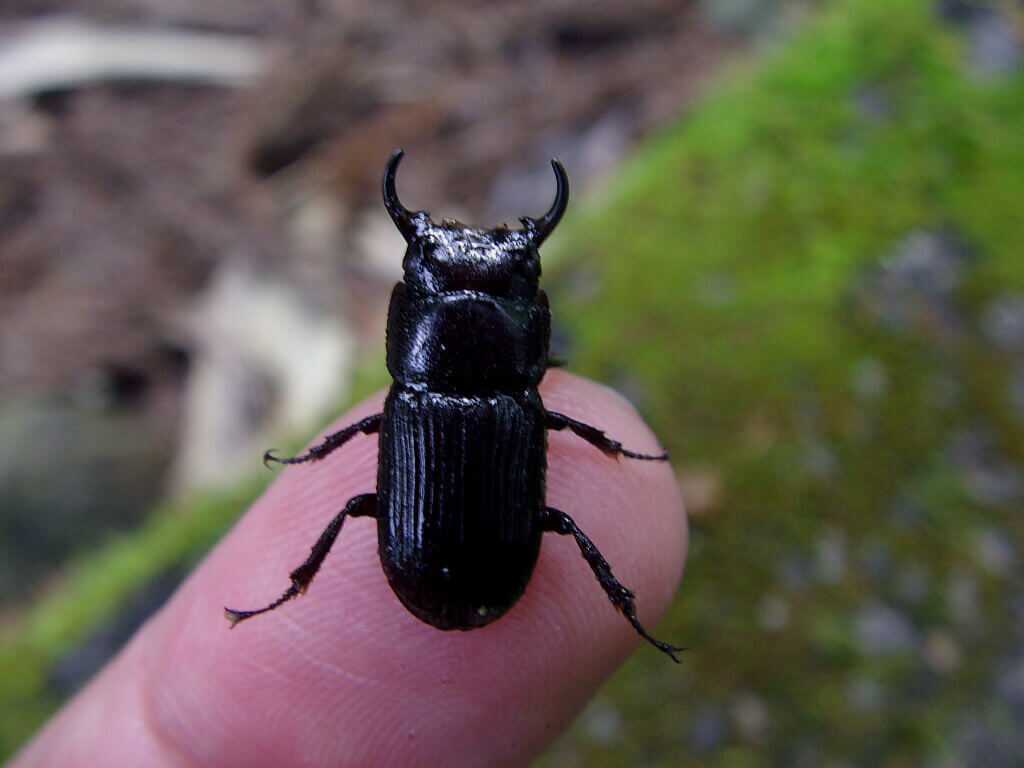 クワガタ みたい な 小さい 虫