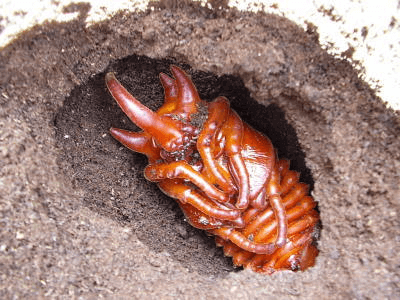 外から見えない菌糸ビンの中の幼虫の状態を知る方法 Shihoのやり方 クワガタ カブトムシ飼育情報 月夜野きのこ園