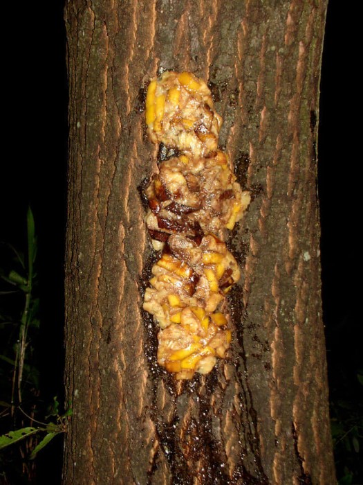 クワガタ カブトムシの採集方法 フルーツトラップ採集 クワガタ カブトムシ飼育情報 月夜野きのこ園