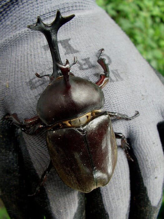 クワガタ カブトムシ飼育日記 クワガタ カブトムシ飼育情報 月夜野きのこ園 Part 41