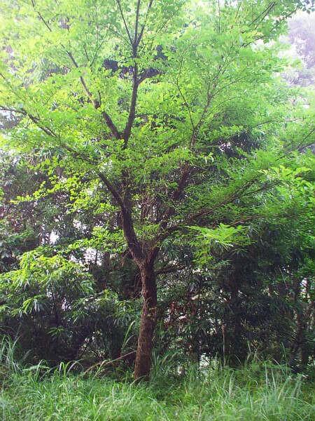 クワガタ カブトムシが集まる 採れる 木を知っておこう 19年度版 ハルニレ クワガタ カブトムシ飼育情報 月夜野きのこ園