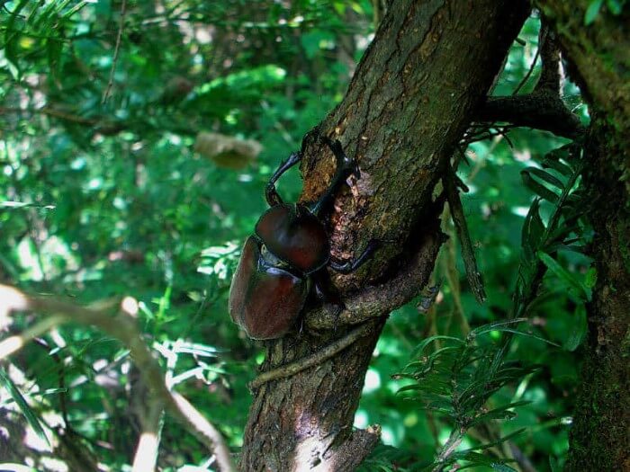 クワガタ カブトムシが集まる 採れる 木を知っておこう 19年度版 ハルニレ クワガタ カブトムシ飼育情報 月夜野きのこ園