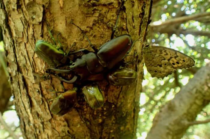 クワガタ カブトムシが集まる 採れる 木を知っておこう 18年度版 アラカシ ヤナギ クワガタ カブトムシ飼育情報 月夜野きのこ園