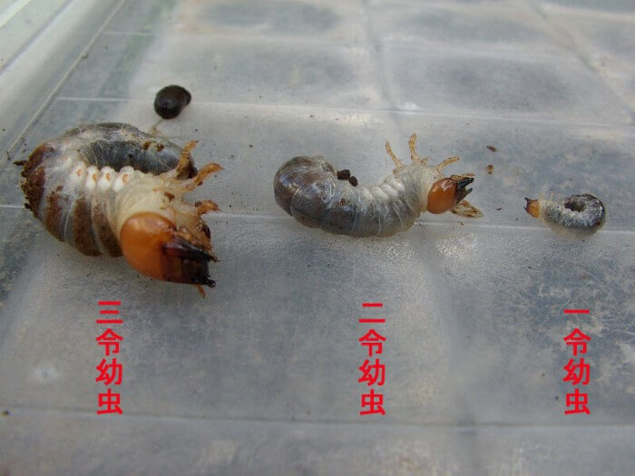 令数 とは？ クワガタ＆カブトムシ1令、2令、3令の違い