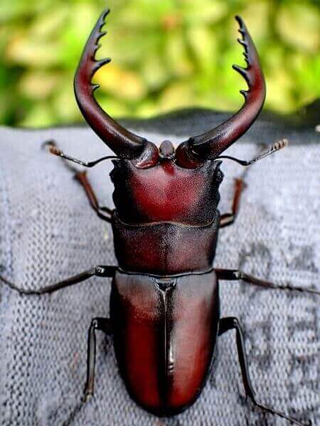 クワガタ野外採集記（昆虫採集記）2019年【No.41】まだいてくれた