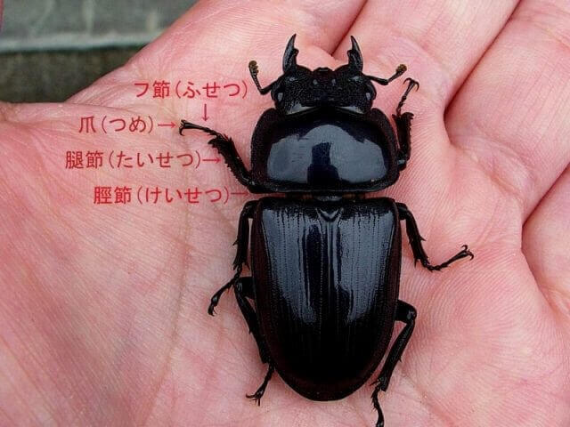 フセツ欠け 欠損 になった場合 生活面での影響は Shiho的見解 クワガタ カブトムシ飼育情報 月夜野きのこ園 フセツ欠け 欠損 になった場合 生活面での影響は Shiho的見解 クワガタ カブトムシ飼育情報 月夜野きのこ園