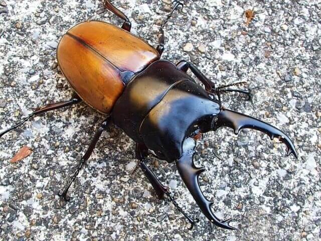 ラフェルトノコギリクワガタの飼育【幼虫飼育＆産卵方法