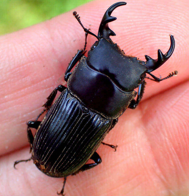 ネブトクワガタの産卵：夏に採集したネブトクワガタを産卵させてみよう