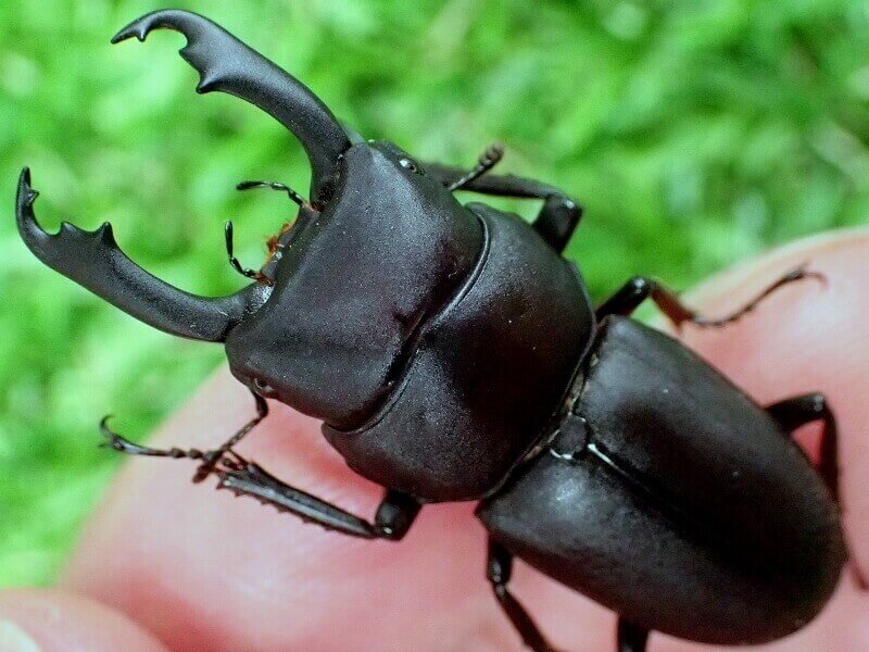 ヤクシマオニクワガタ標本 ヤクシマオニクワガタ標本