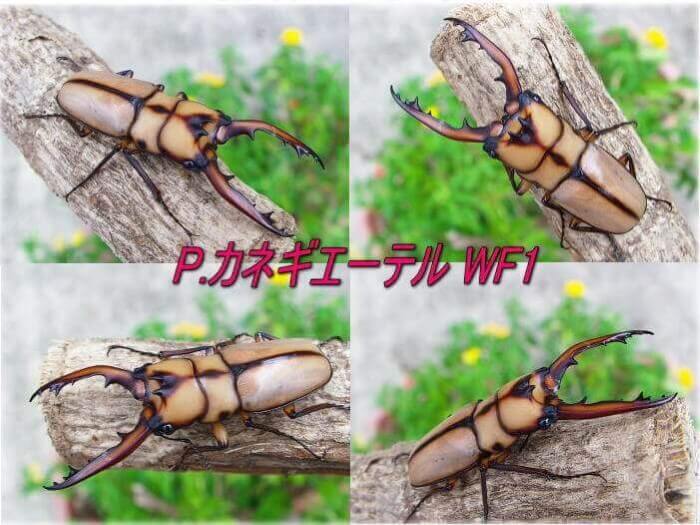大型・美麗カネギエーテルノコギリクワガタ新成虫ペア ♂43