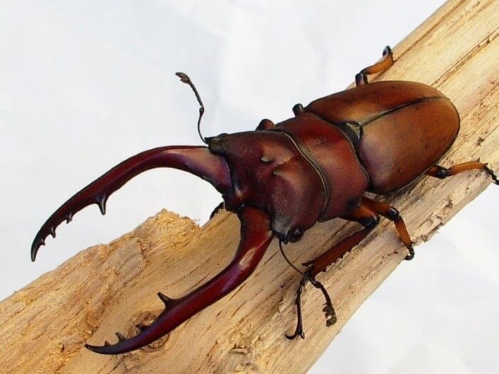 ☆【希少種】キクロマトイデスシカノコギリ 初二齢幼虫 3頭 ☆