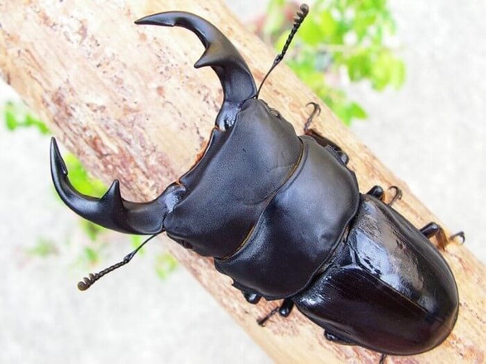 ムシキング パリーオオクワガタセット 甲虫王者ムシキング パリーオオクワガタ - メルカリ