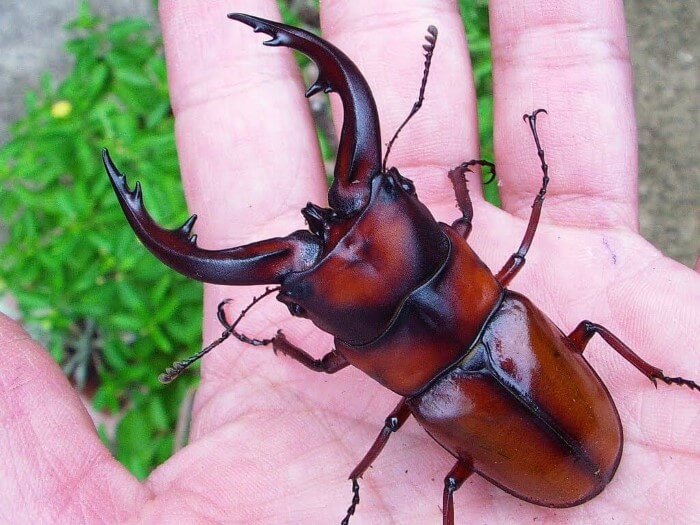 トカラノコギリクワガタの飼育 幼虫飼育 産卵方法 Shiho的見解 21年度版 クワガタ カブトムシ飼育情報 月夜野きのこ園
