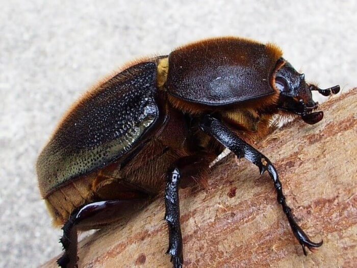 ヘラクレス・ヘラクスオオカブトの飼育【幼虫飼育方法&産卵方法】【Shiho的見解 :2021年度版】 クワガタ・カブトムシ飼育情報:月夜野きのこ園 ヘラクレス・ヘラクスオオカブトの飼育【幼虫飼育方法&産卵方法】【Shiho的見解 :2021年度版】 クワガタ・カブトムシ飼育情報:月夜野きのこ園