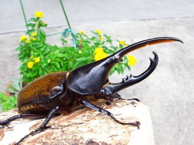 ヘラクレス・トリニダーデンシスオオカブトの飼育【幼虫飼育方法＆産卵 ...