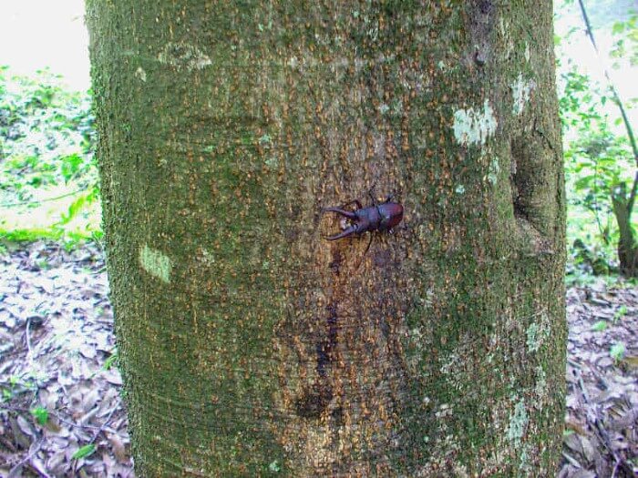 クヌギ 1.7メートル　カブトムシ の好きな樹液の出る木　落葉樹 若木 光沢葉 クヌギ 1.7メートル カブトムシ の好きな樹液の出る木 落葉樹