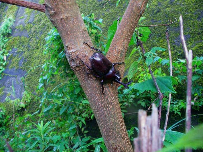 クワガタ、カブトムシが集まる（採れる）木を知っておこう！2020