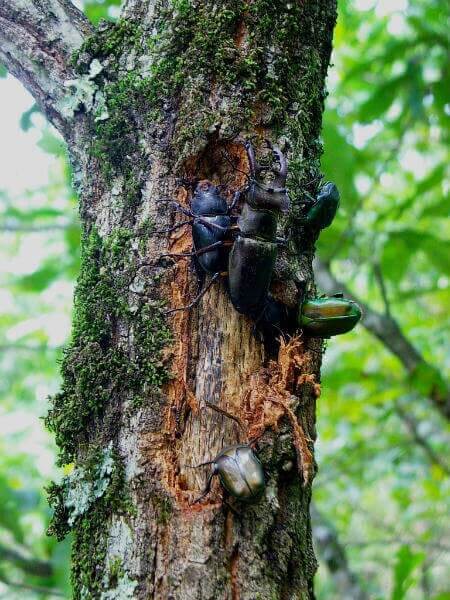 クワガタ、カブトムシが集まる（採れる）木を知っておこう！2021