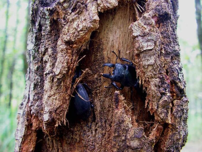 DDAism樹液の出る! newクラフトウッド(異形)クワリウムクワガタ