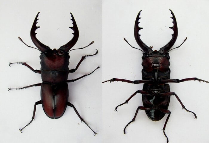 国産クワガタ♂標本セット ※一部欠損あり 国産クワガタ♂標本セット