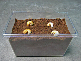 クワガタ、カブトムシ幼虫が幼虫飼育で上部に上がって来たまま、潜ら