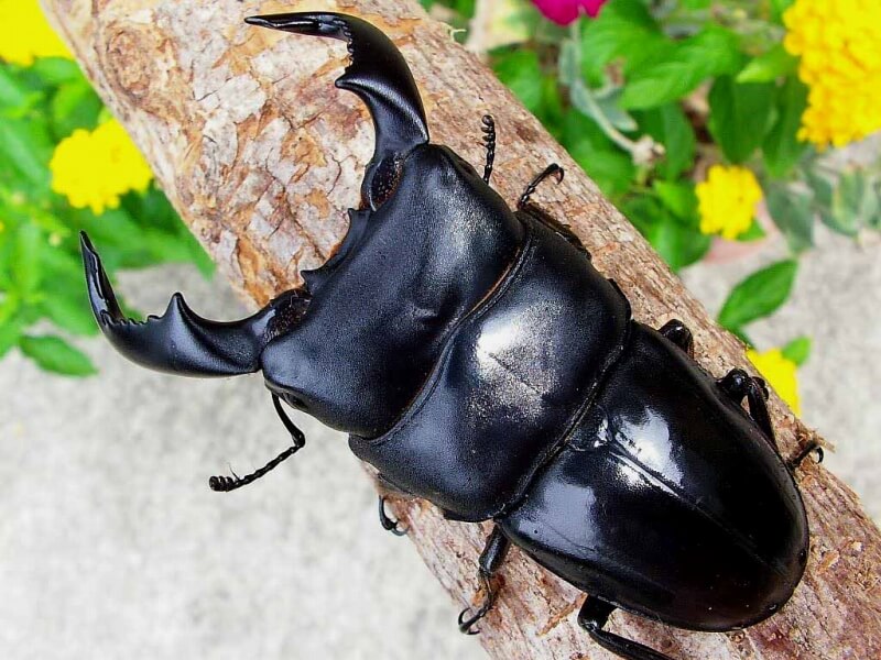 ダイオウヒラタ　スマトラヒラタ　クワガタ標本