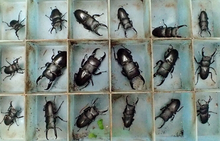 昆虫採集