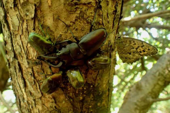 クヌギ 1.7メートル　カブトムシ の好きな樹液の出る木　落葉樹 若木 光沢葉 クワガタ、カブトムシがいる木まとめ 実際に見つけた木と樹液が