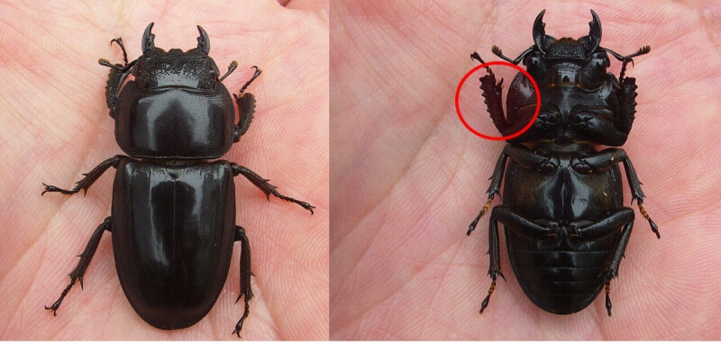 日本のクワガタムシ♀の特徴（見分け方） 【Shiho的見解：2022年度版