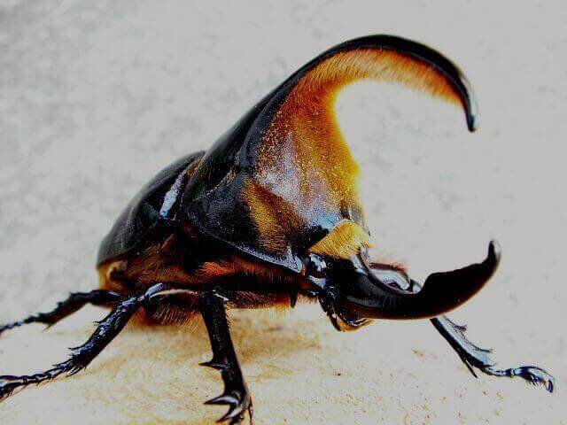 標本 t17 サタンオオカブト （飼育品） 幻のカブトムシ』サタン