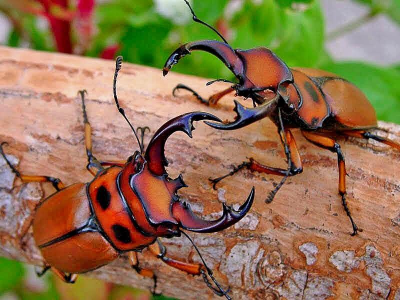 グラディアトールメンガタクワガタの飼育【羽化報告】 - クワガタ