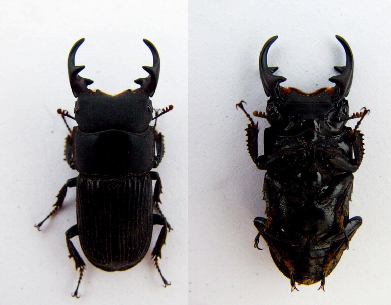 油絵クワガタムシ クワガタムシprosopocoilus-