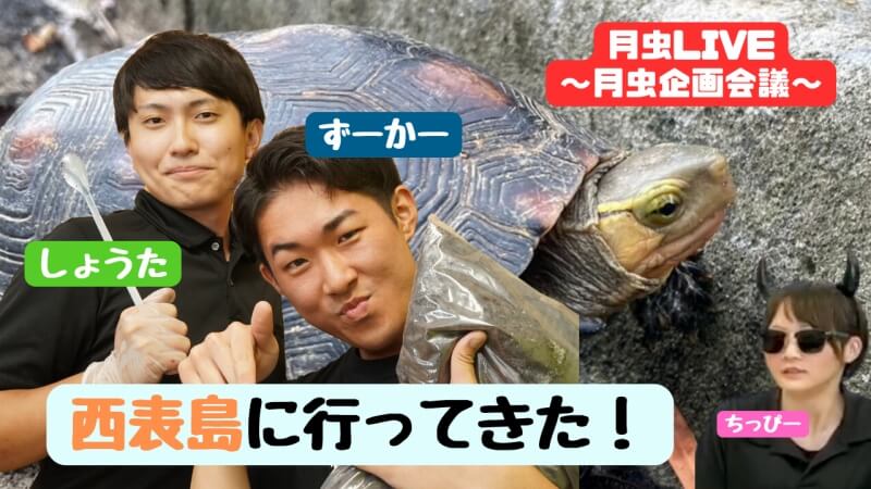 値下げ　②西表島産ヤエヤママルバネクワガタ１♂（野外採集品） クワガタ野外採集記（昆虫採集記）2024年【No.31】月虫野外採集