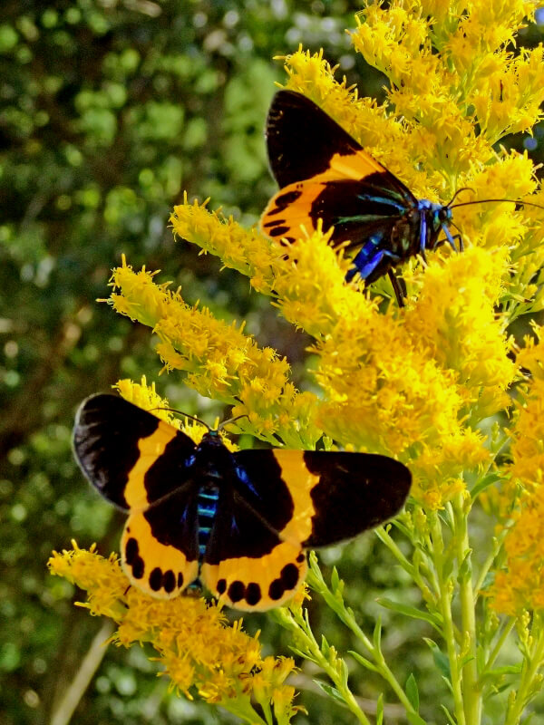 極美　ソフビ　キングマイマイ 幼虫 成虫セット　ハイパー・ホビー誌上限定受注品 DIGBUG オオムラサキの幼虫ソフビ ムーちゃん