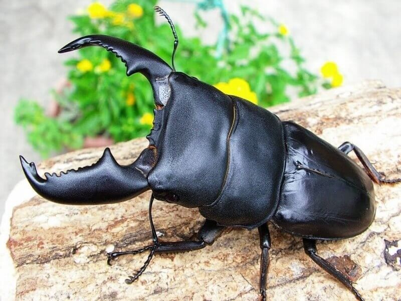 大型スマトラオオヒラタクワガタ爆産セット(世子) 102mm＋メス2匹(同腹