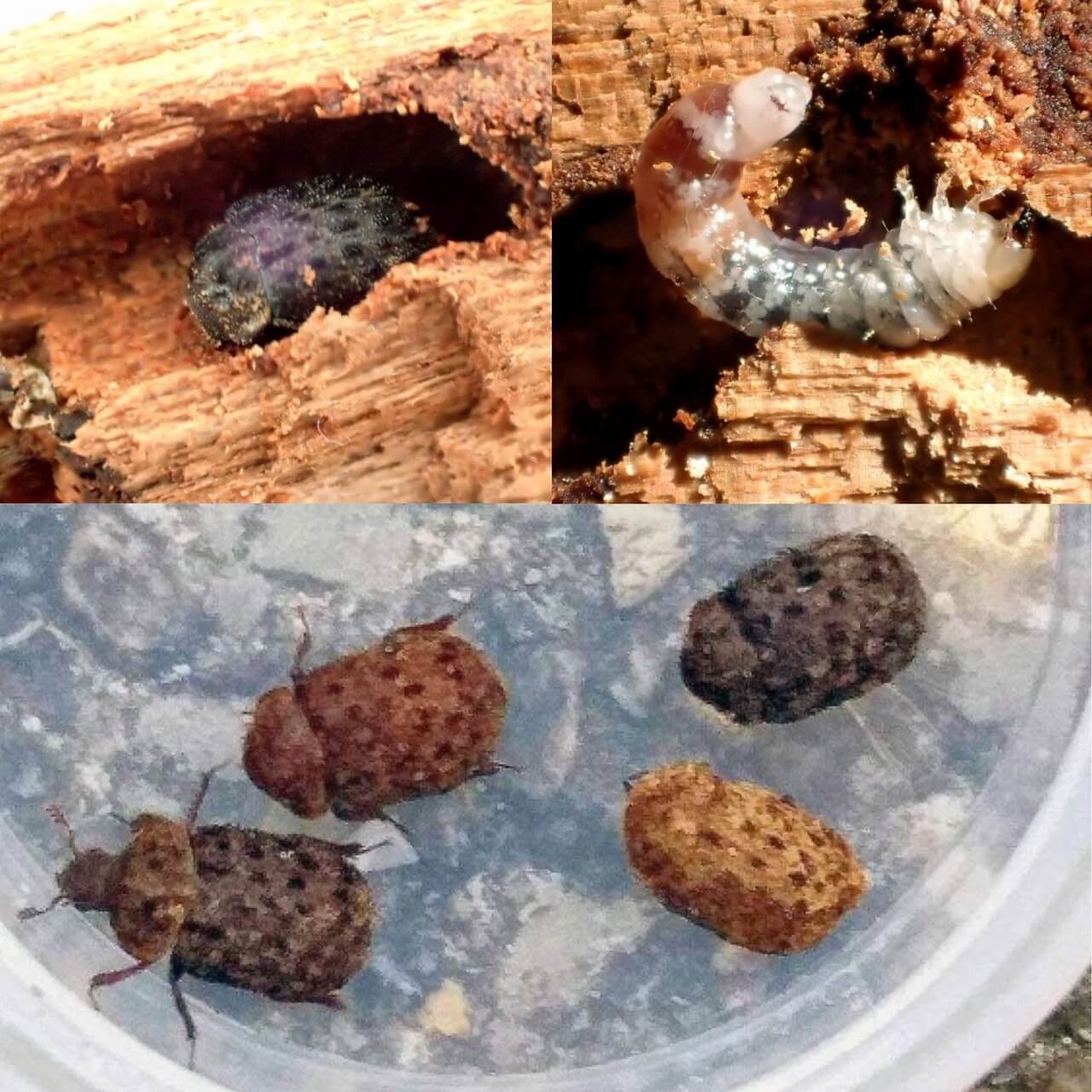 こたつ虫 こたつ布団 イケヒコ ノルディック柄 長方形 190×250cm G280064621