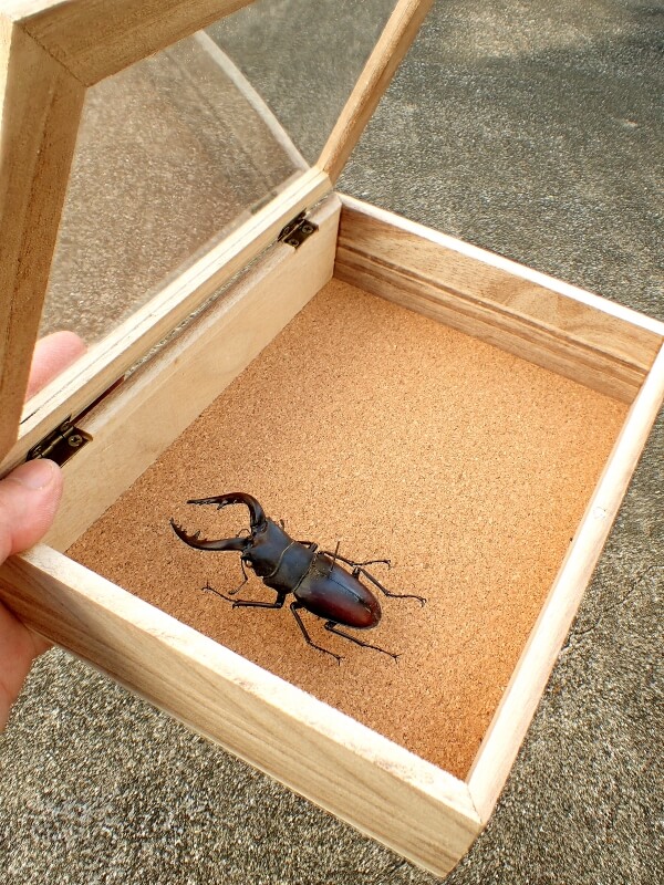 ガラス木箱入り昆虫標本(タマムシ クワガタ カミキリ カブト