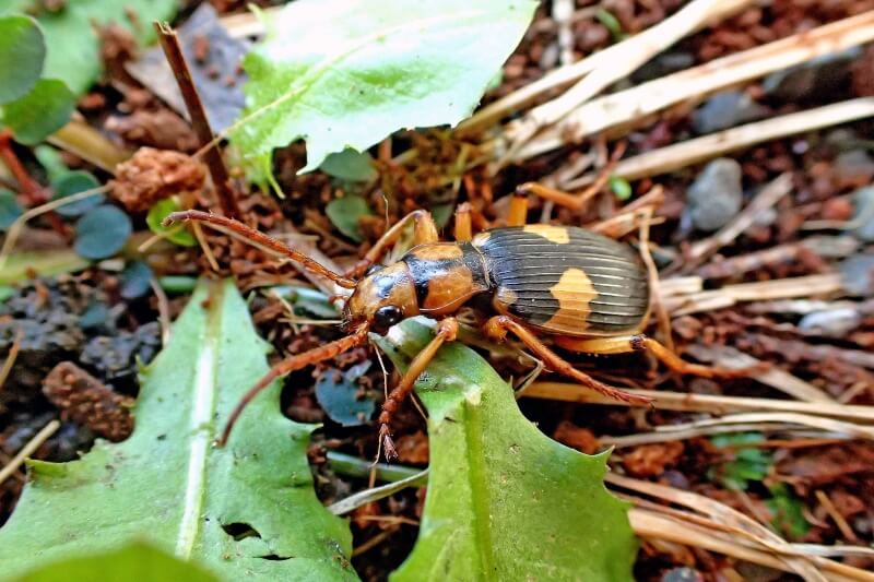生き物散策記 2025年【No.9】ミイデラゴミムシ、コオニヤンマ