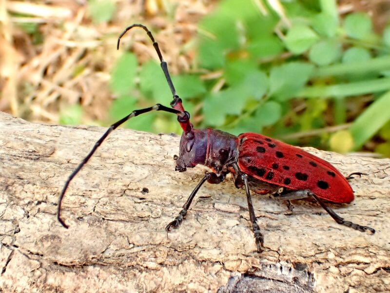 生き物散策記 2025年【No.10】ホシベニカミキリ、クマバチ♂、キム