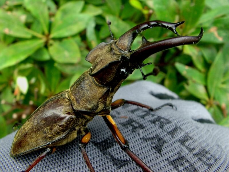 沖縄昆虫野外観察図鑑 5.6.7 FQNW 沖縄昆虫野外観察図鑑 5.6.7 沖縄