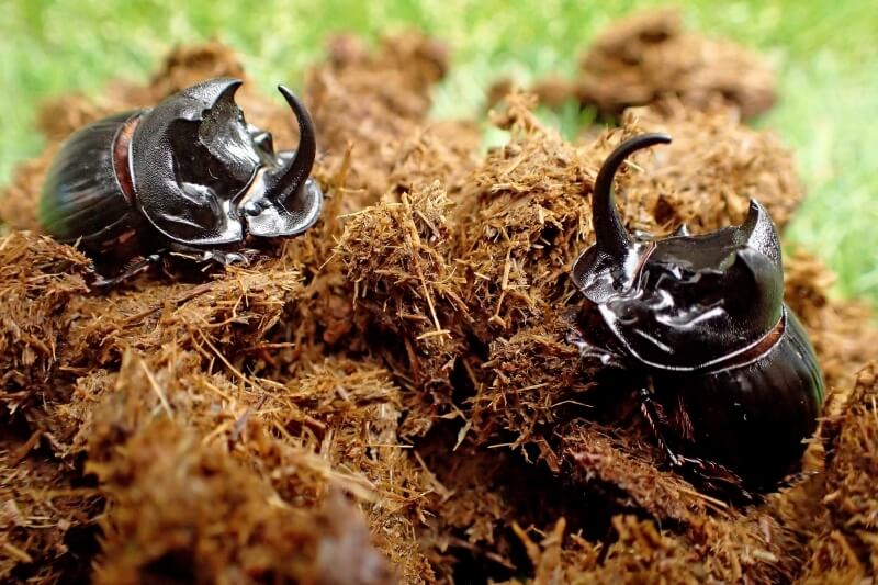 生き物散策記 2025年【No.23】ダイコクコガネ！！【九州：宮崎県