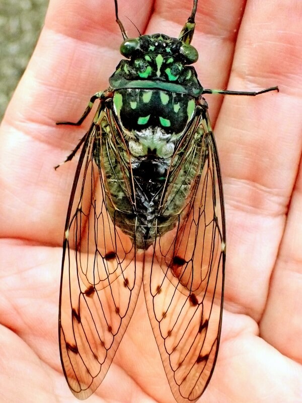 生き物散策記 2025年【No.26】ミンミンゼミ、ニイニイゼミ