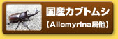 国産のカブトムシ　【Allomyrina属　他】